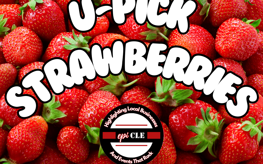 U-Pick Strawberries 2024